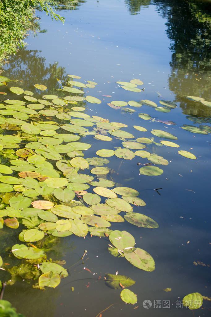 绿色池塘水的背景