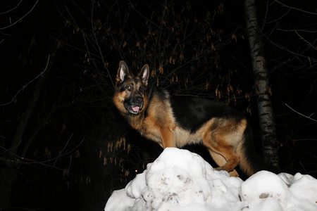 狗德国牧羊人在一个冬天的夜晚图片
