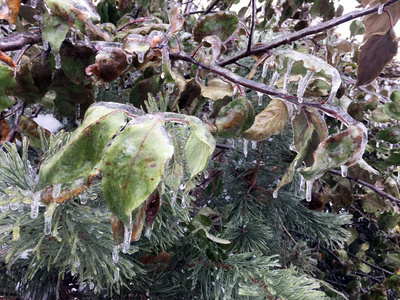 冰雨后的灌木丛和树木图片