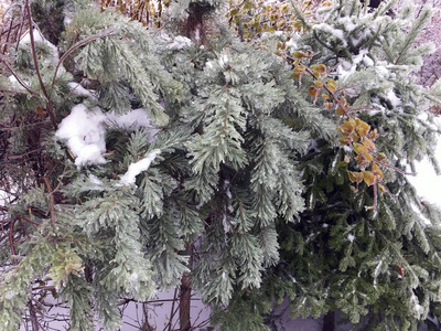 冰雨后的灌木丛和树木图片