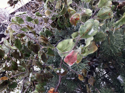 冰雨后的灌木丛和树木图片