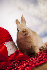 有趣的兔子和圣诞节背景图片