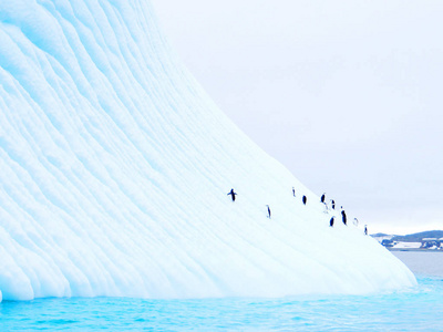 在南极洲的企鹅漂浮的冰山图片