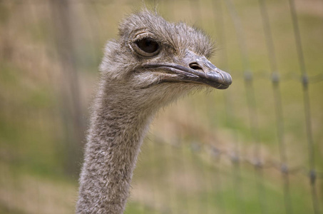 鸟关门鸵鸟关门照片