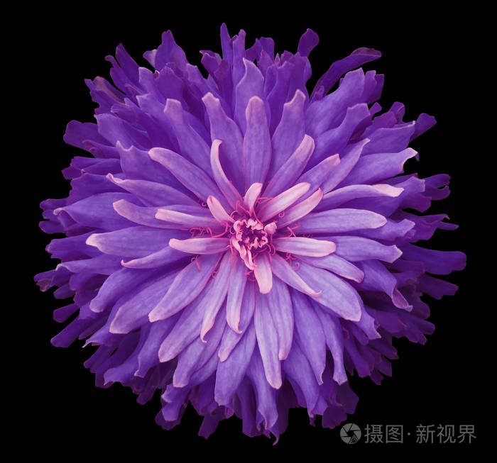 毛茸茸的秋花.一朵花.性质