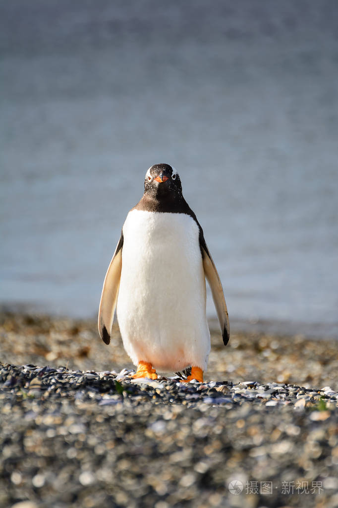 巴布亚企鹅在海边砂砾石上的肖像