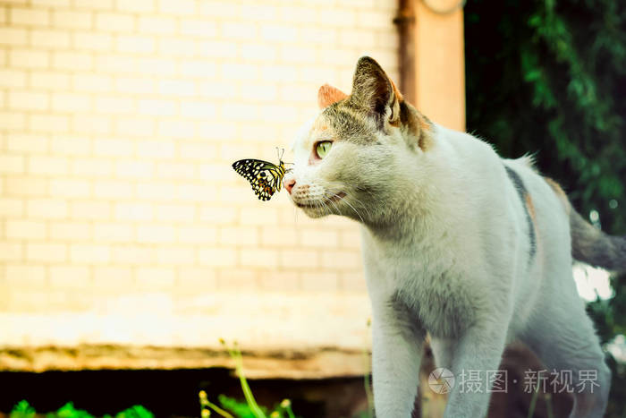 潮汕蝴蝶猫图片