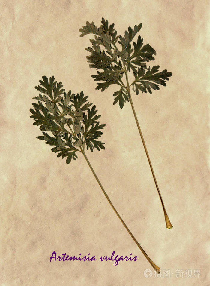 植物标本室的共同艾草