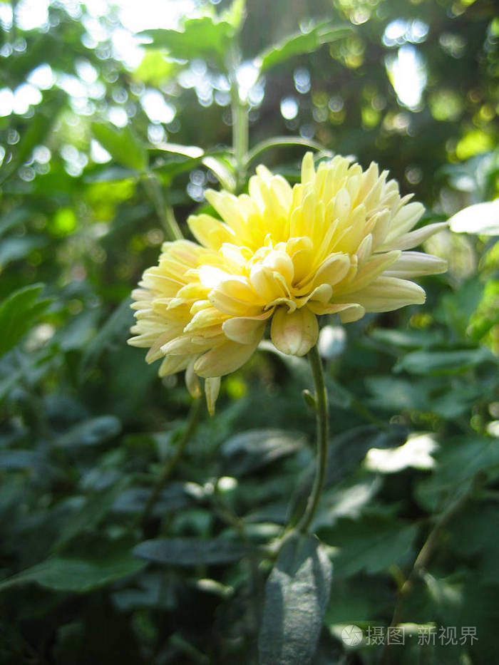 两朵黄色菊花在白色背景下分离