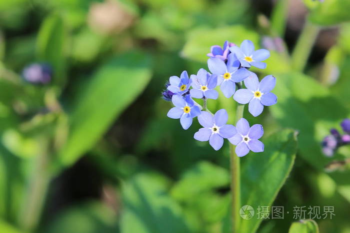 木头忘记我不 myosotis sylvatica 与蓝色的花