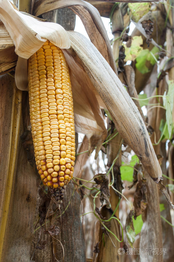 在字段中的玉米穗