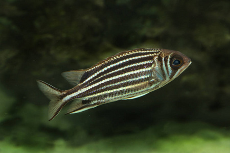 holocentrus红毛松鼠鱼(马尾藻).照片