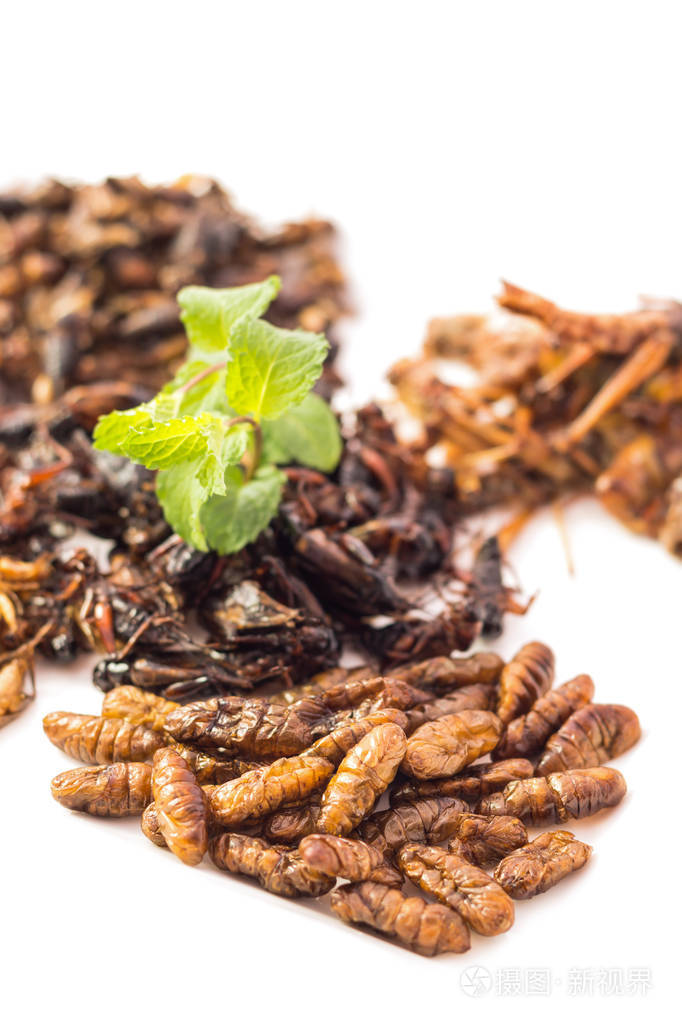 食品昆虫油炸昆虫或木虫昆虫