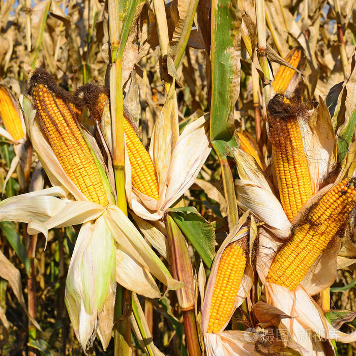 成熟的玉米,在山水田园