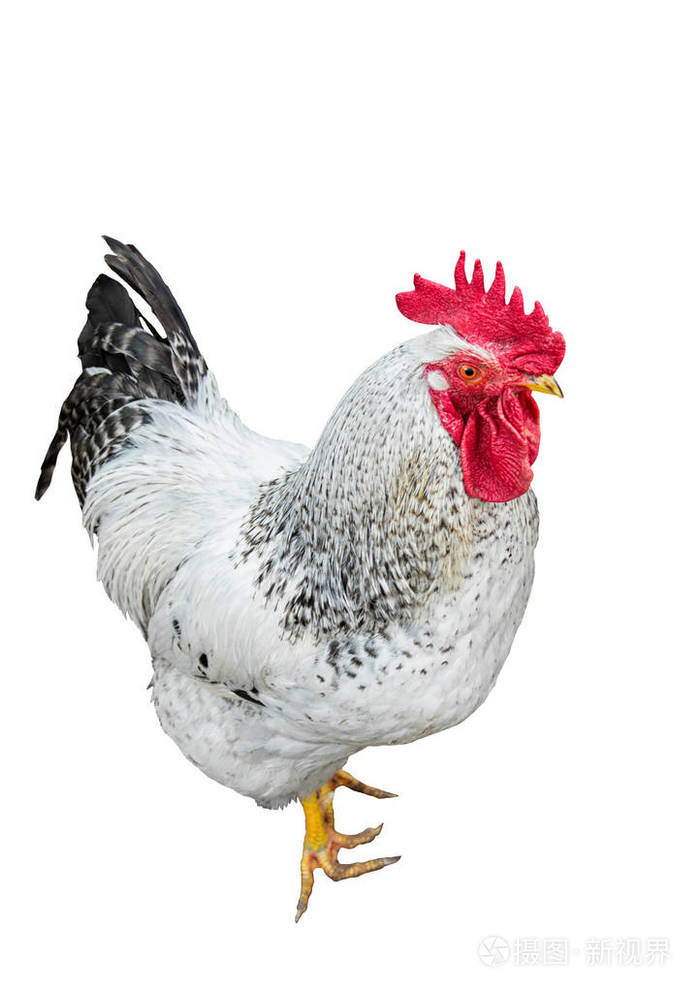 在白色背景上的公鸡