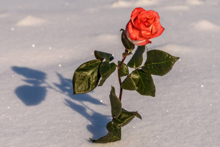 红玫瑰白雪背景插画