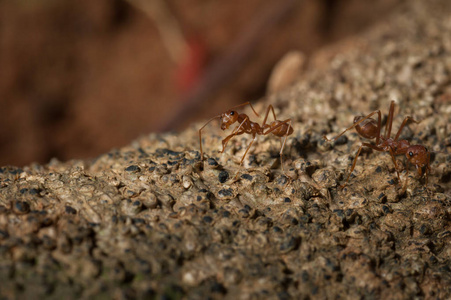 合合作合起来︰ 红蚂蚁上树在花园里工作照片