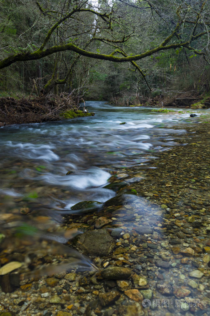 漂浮在森林的野生河