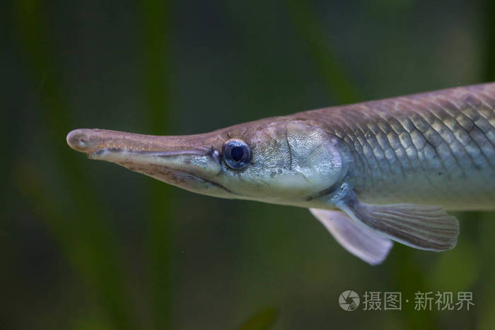 在水族馆的斑点雀鳝
