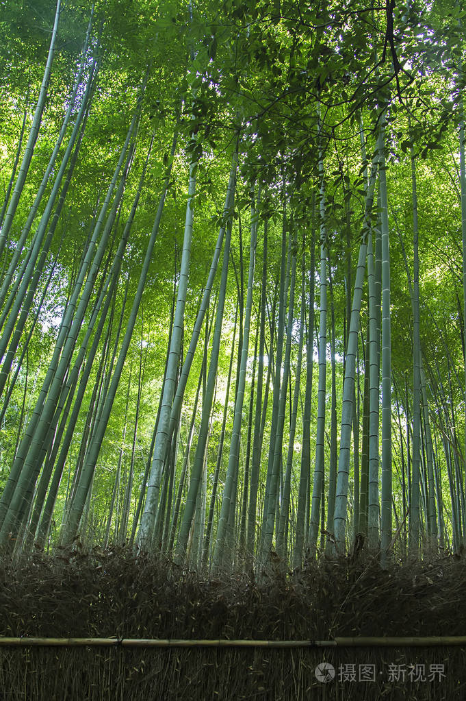 绿竹林