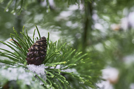 松塔与雪照片