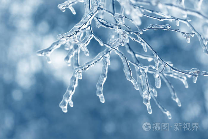在冰中结冰的树枝冬林中的冻树分枝