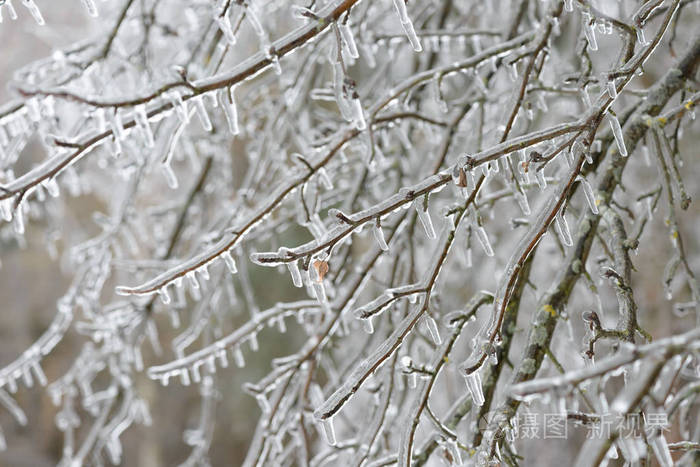 在冰中结冰的树枝冬林中的冻树分枝