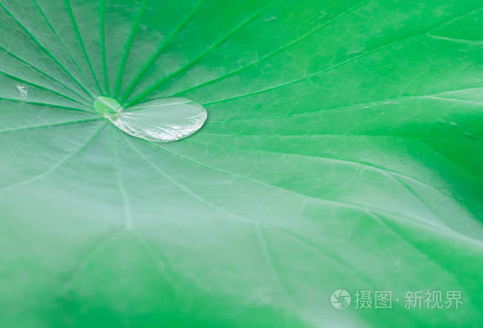 在莲花叶背景下，绿色自然背景一滴水