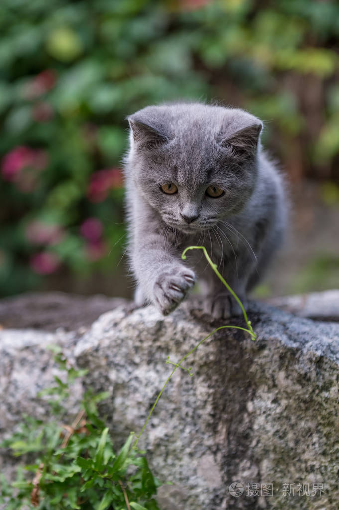 户外公园中的小猫