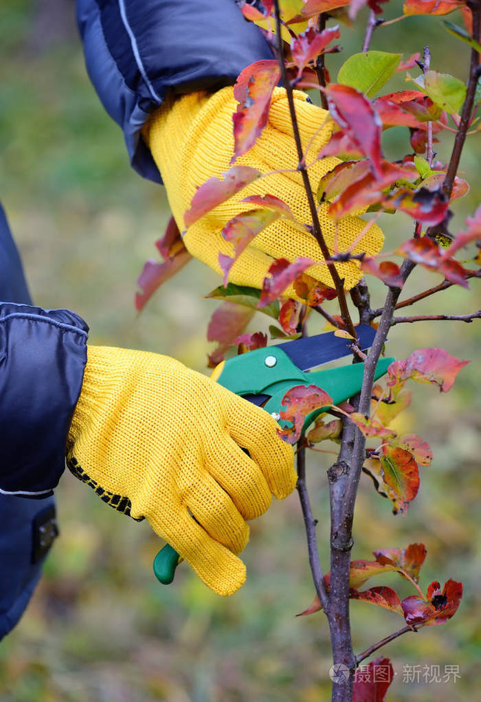 手戴着手套的园丁做维修工作,在秋季修剪树木照片-正版商用图片1qxwnf