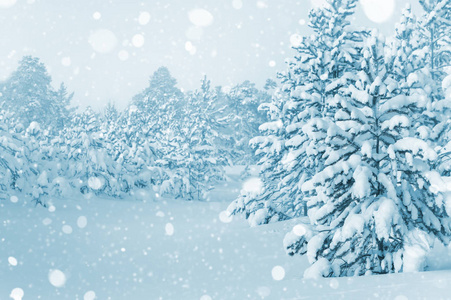 在下雪的冬天森林照片