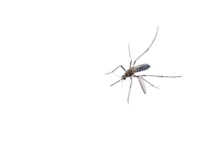 在孤立的背景下的蚊子特写镜头图片