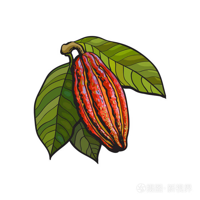 手绘成熟可可果实挂在树枝上