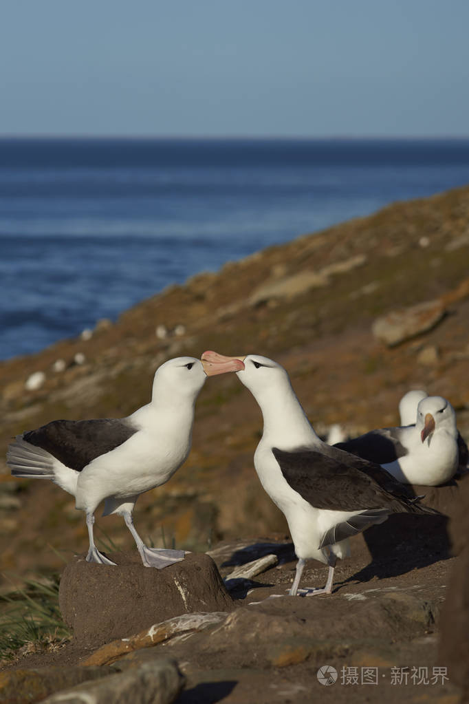 黑眉信天翁求爱
