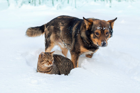 猫和狗一起玩雪图片