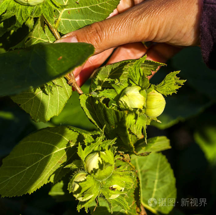 榛子果实的树枝上