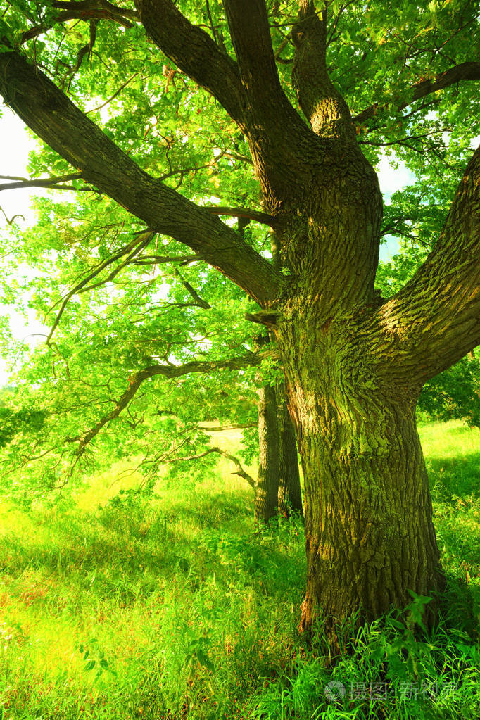 夏天在阳光明媚的橡树林