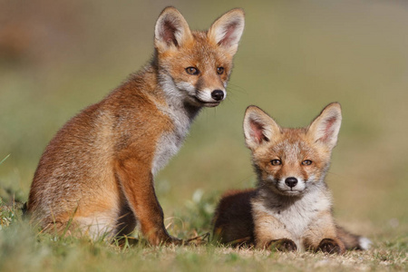崽玩红狐狸幼崽在性质上行走一只可爱的小红狐狸幼崽坐在傍晚的阳光下