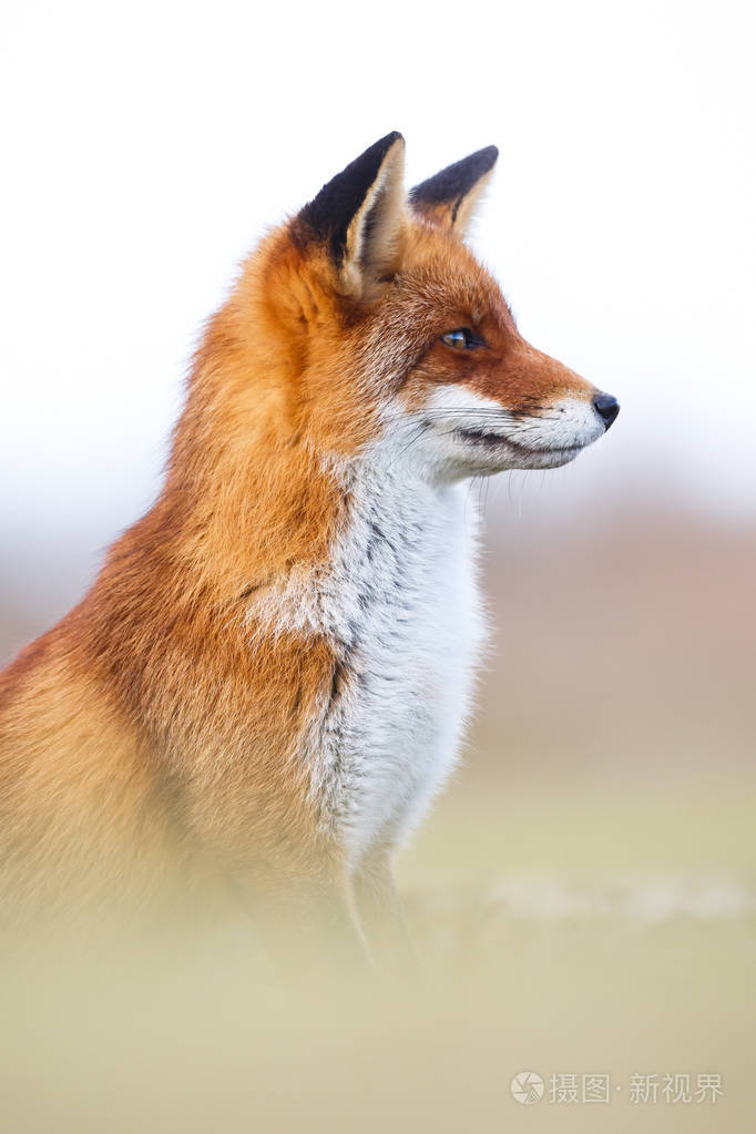 一只红狐狸的肖像
