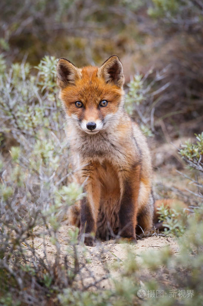 野生红狐狸