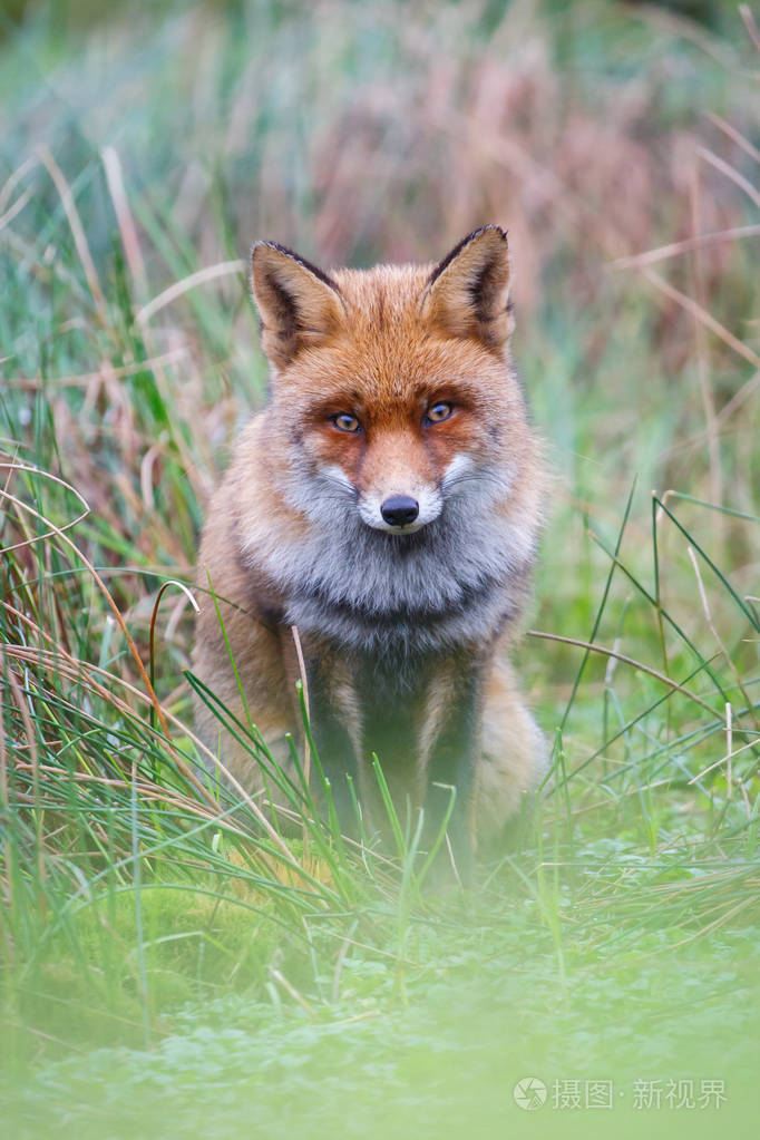 野生红狐狸