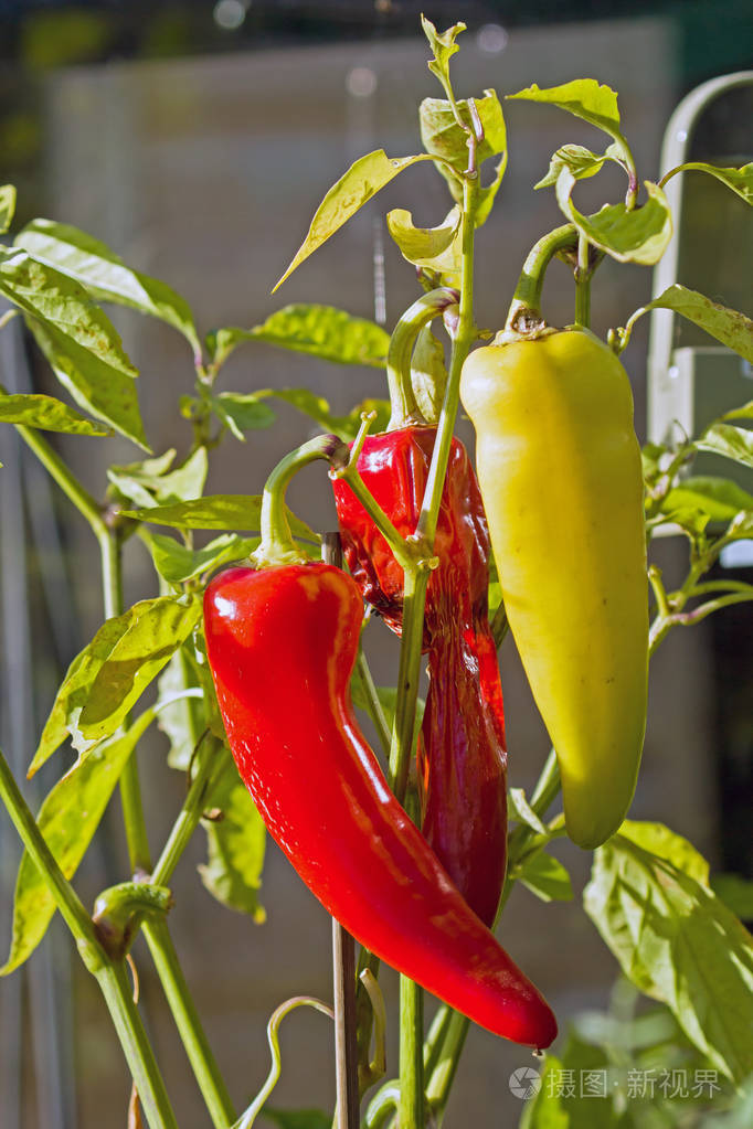 甜甜的香蕉辣椒