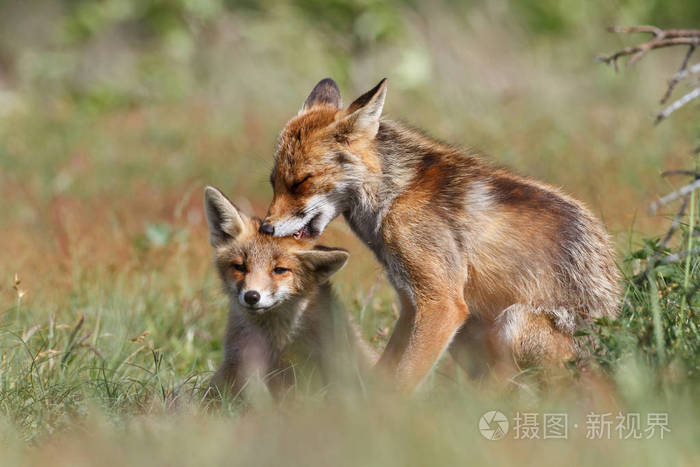 红狐狸与幼崽