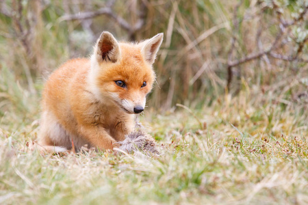 野生红狐狸幼崽照片