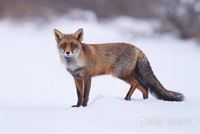 雪中红狐狸