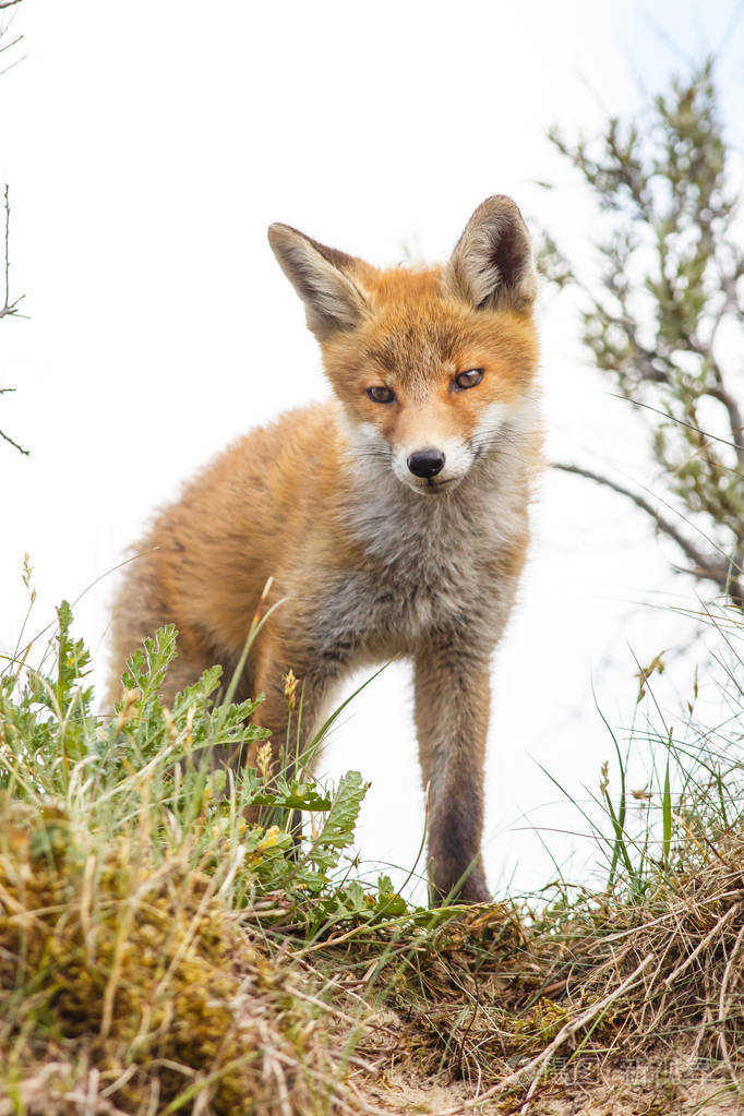 野生红狐狸幼崽