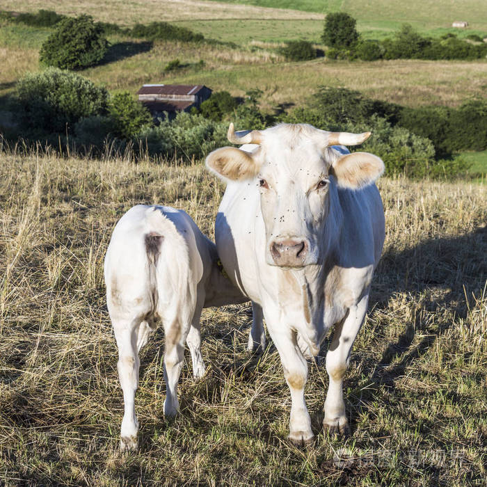 母牛与小牛在绿色的草甸吃草在日落