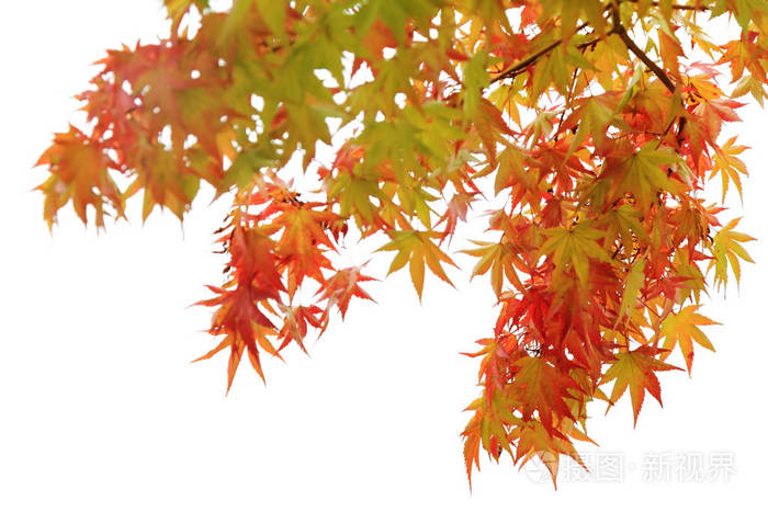 火红的枫树枝上在白色背景上的秋叶