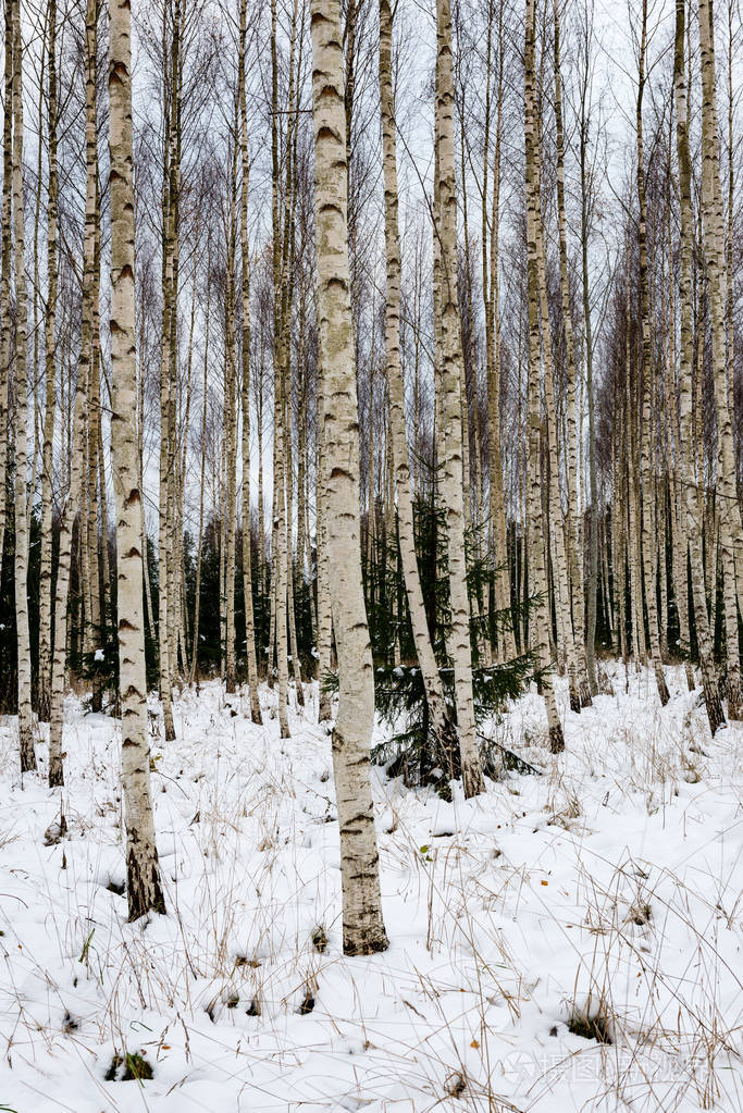 白桦树在冬天的雪