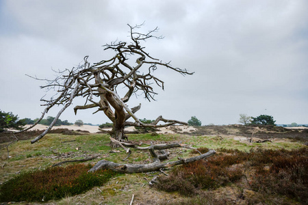 老异形砂状性质的戏剧性死树摄影图